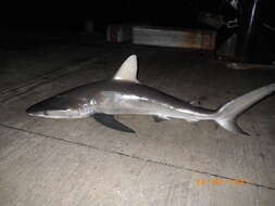 Image of Galapagos Shark