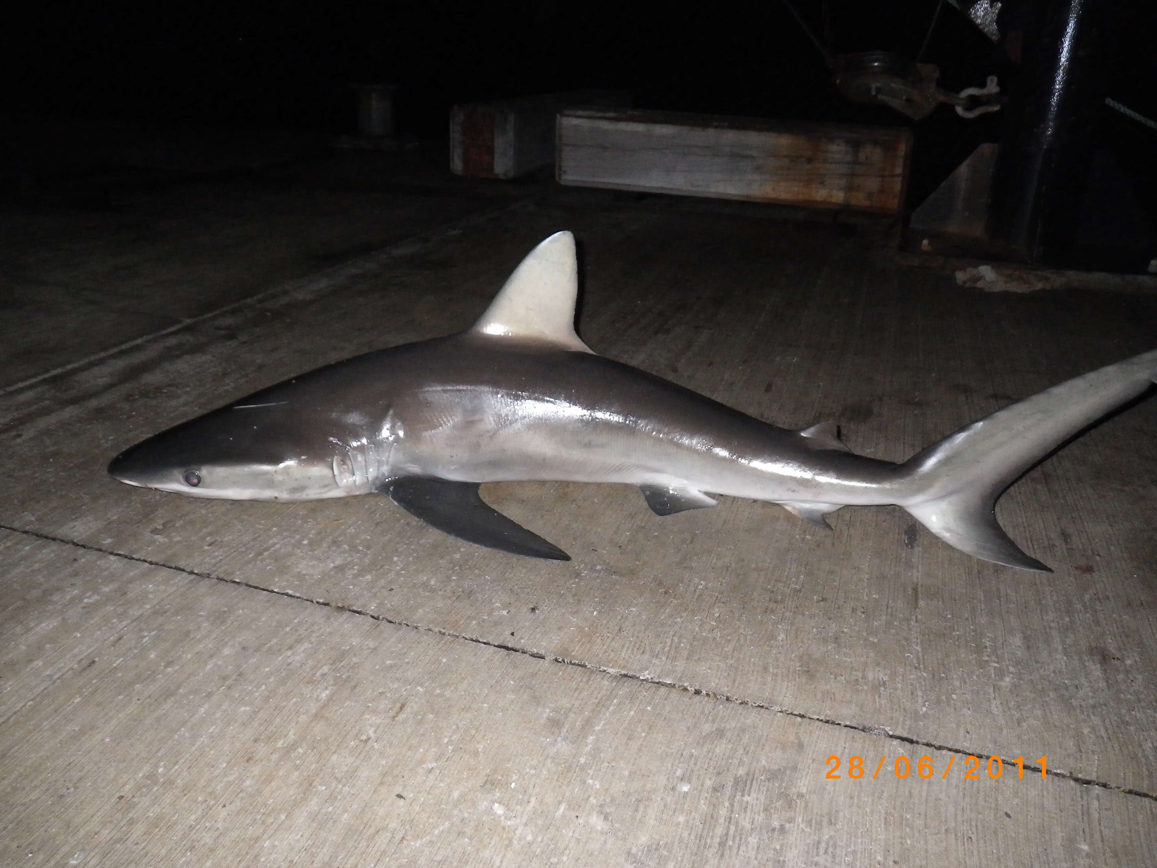 Image of Galapagos Shark