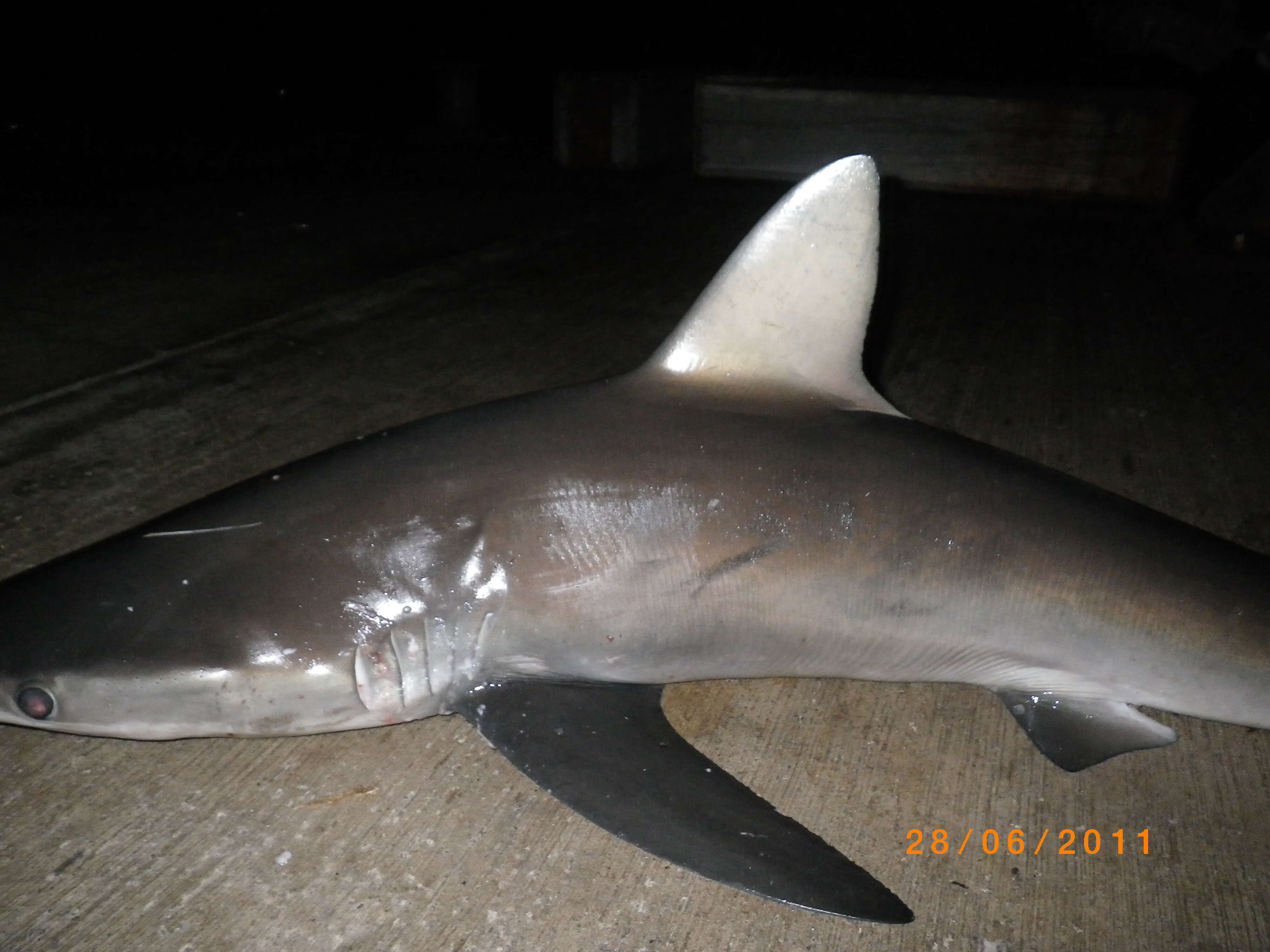 Image of Galapagos Shark