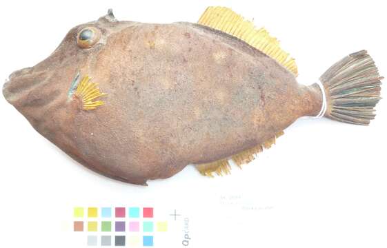 Image of Smooth leatherjacket