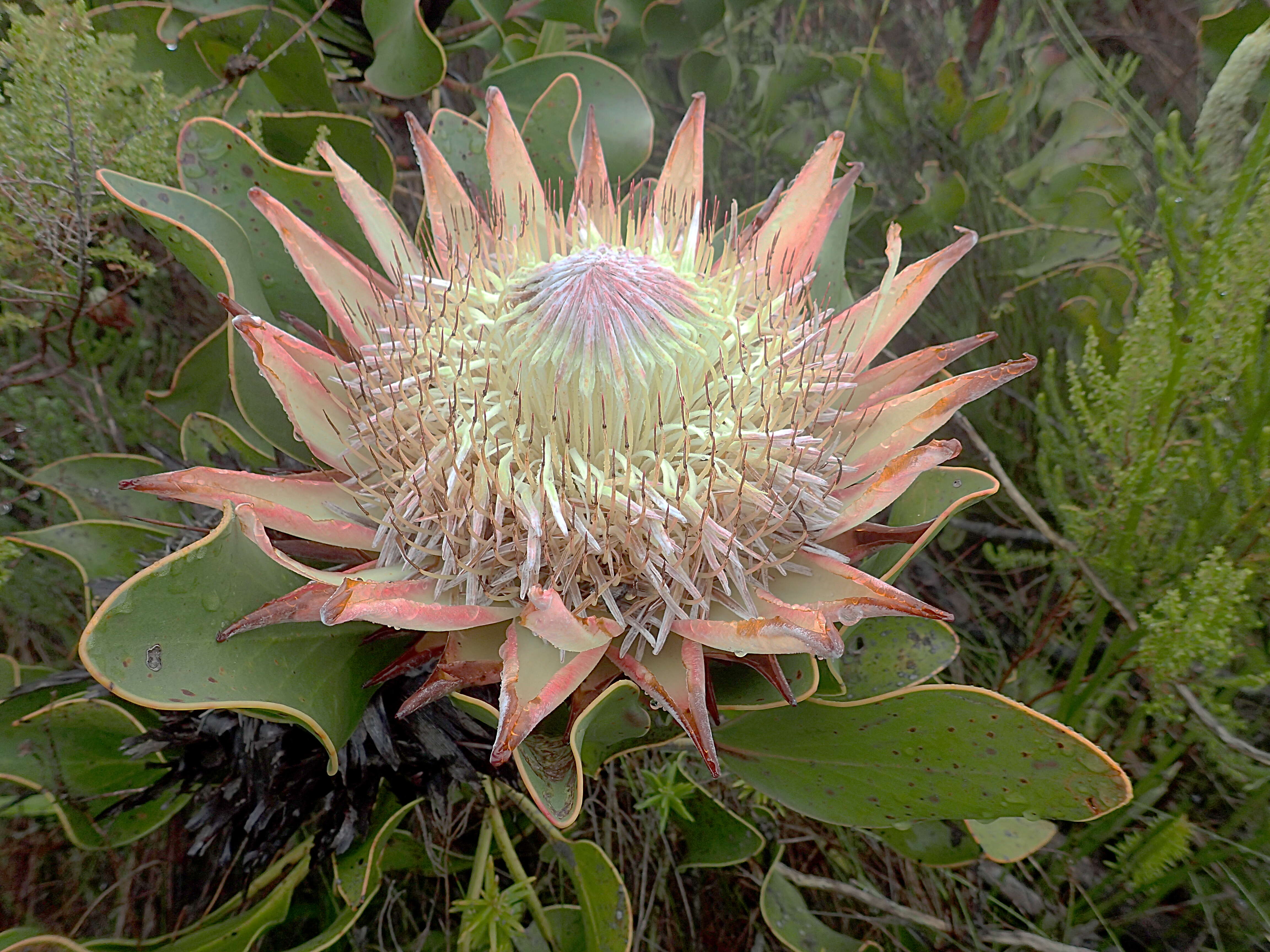 Imagem de Protea cynaroides (L.) L.