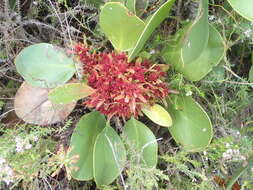 Imagem de Protea cynaroides (L.) L.