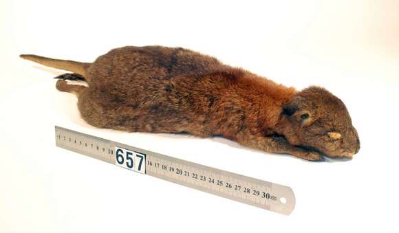 Image of Red-necked Pademelon