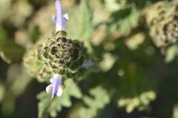 Image of verbena sage