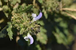 Image of verbena sage