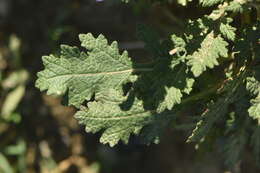 Image of verbena sage