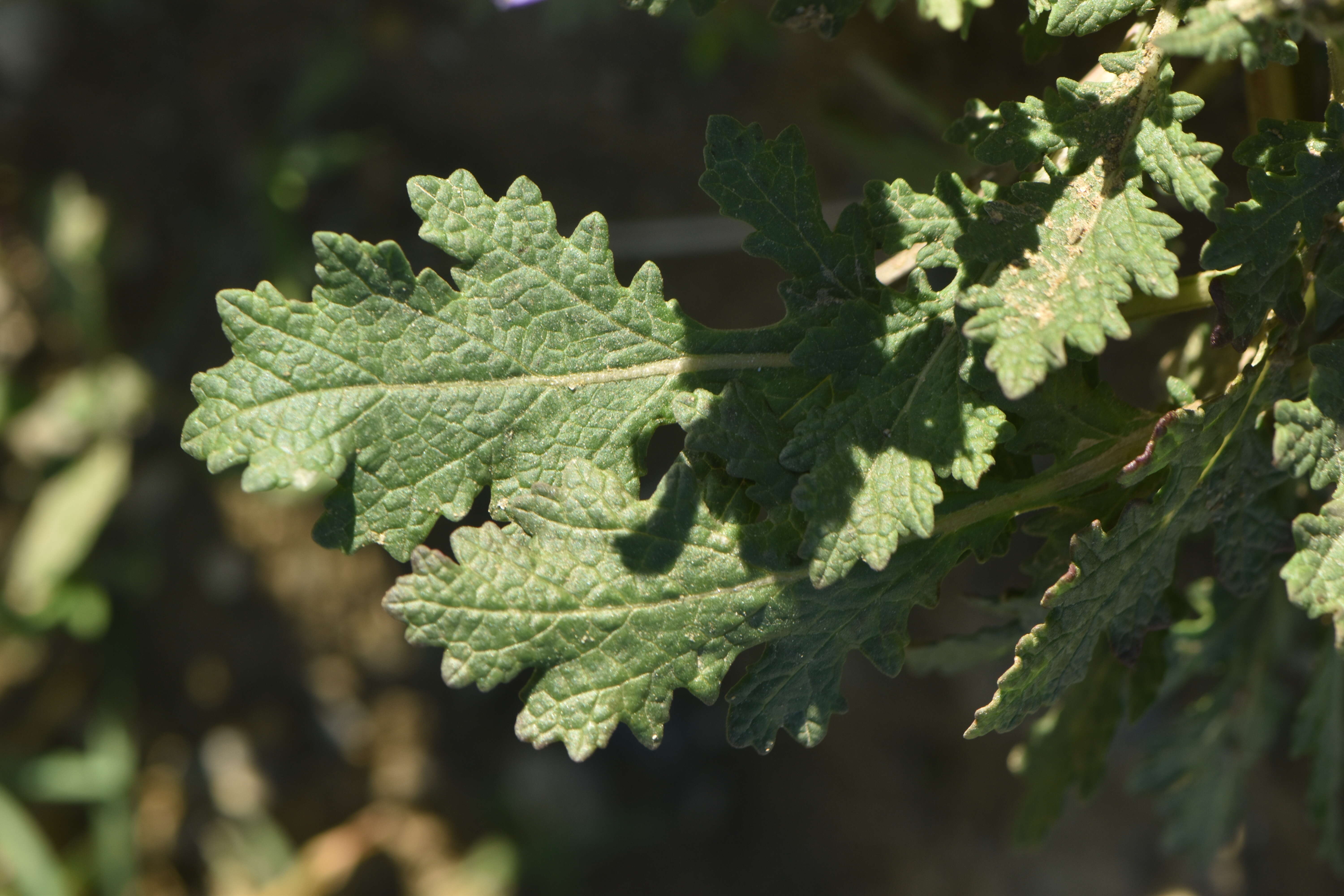 Image of verbena sage