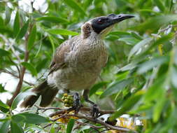 Image of Silver-crowned Friarbird