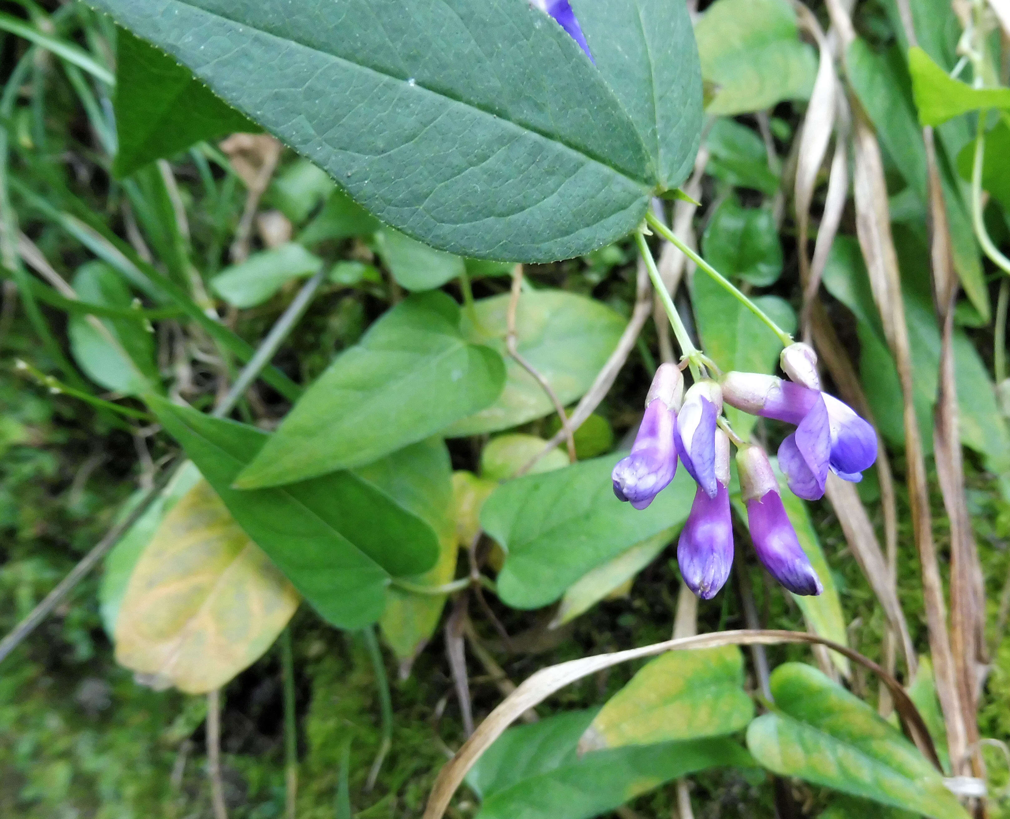 Image of two-leaf vetch