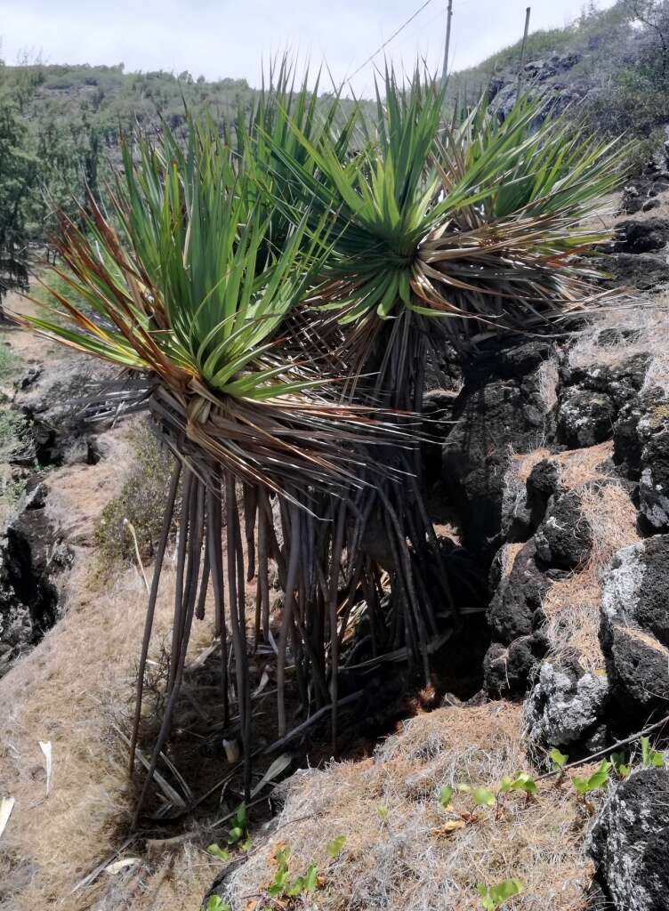 Image of Pandanus heterocarpus Balf. fil.