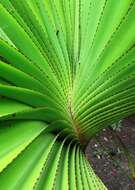 Image of Pandanus heterocarpus Balf. fil.