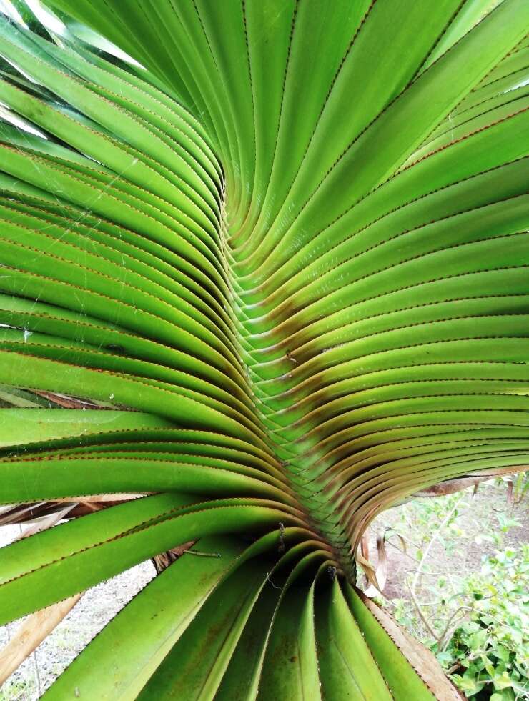 Image of Pandanus heterocarpus Balf. fil.