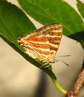 Image of Cigaritis vulcanus