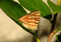 Слика од Cigaritis vulcanus