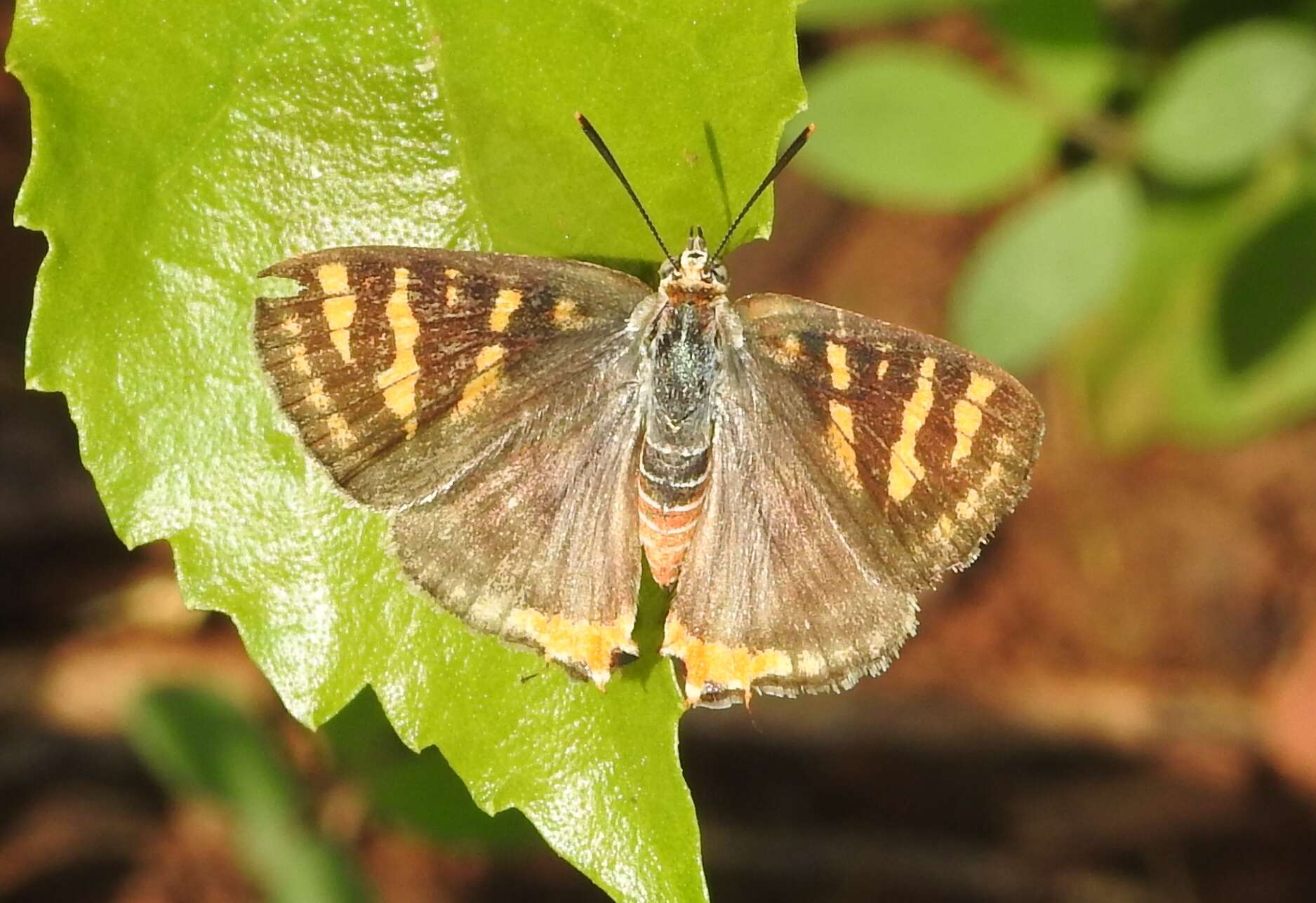 Слика од Cigaritis vulcanus