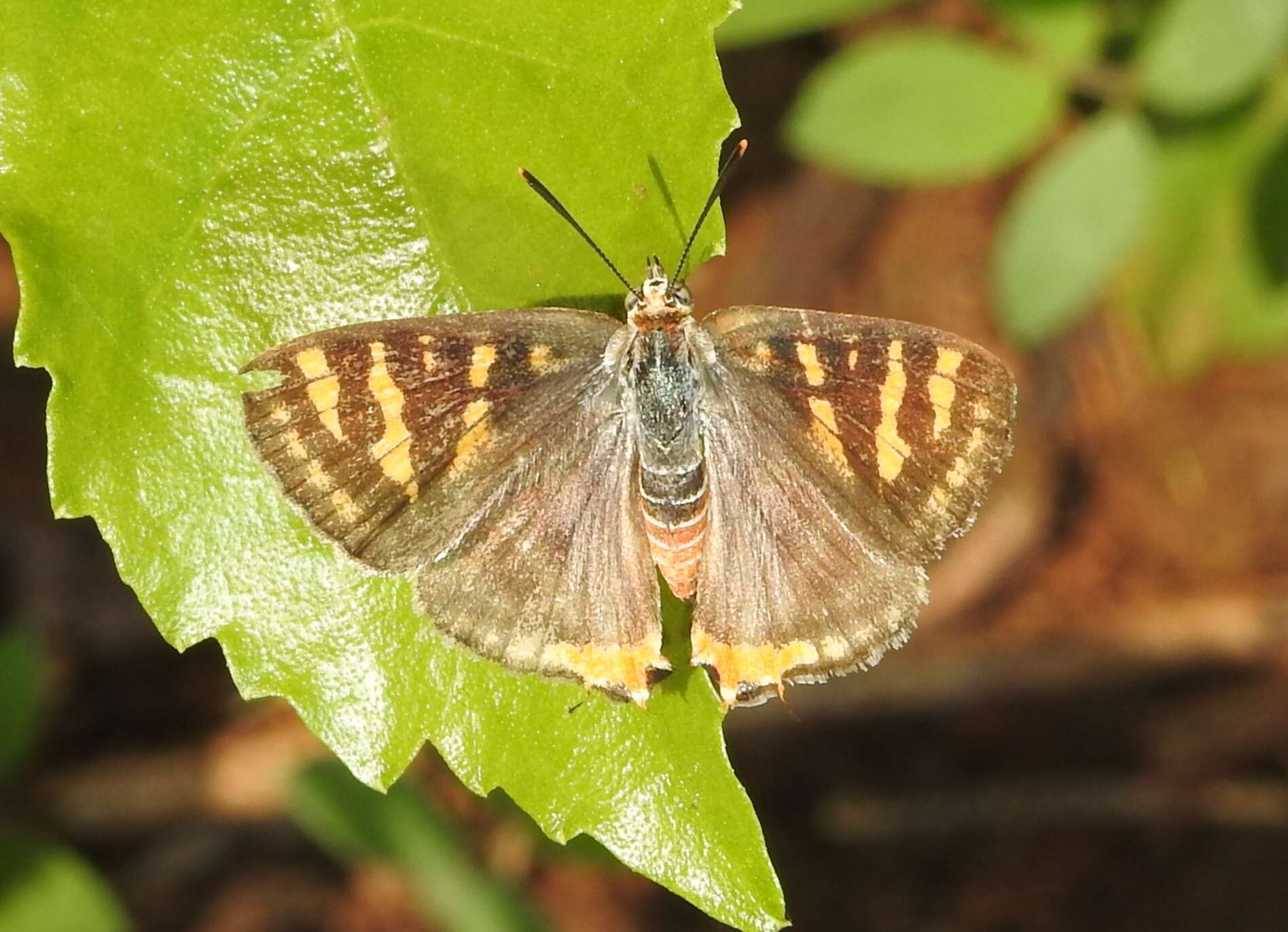 Слика од Cigaritis vulcanus