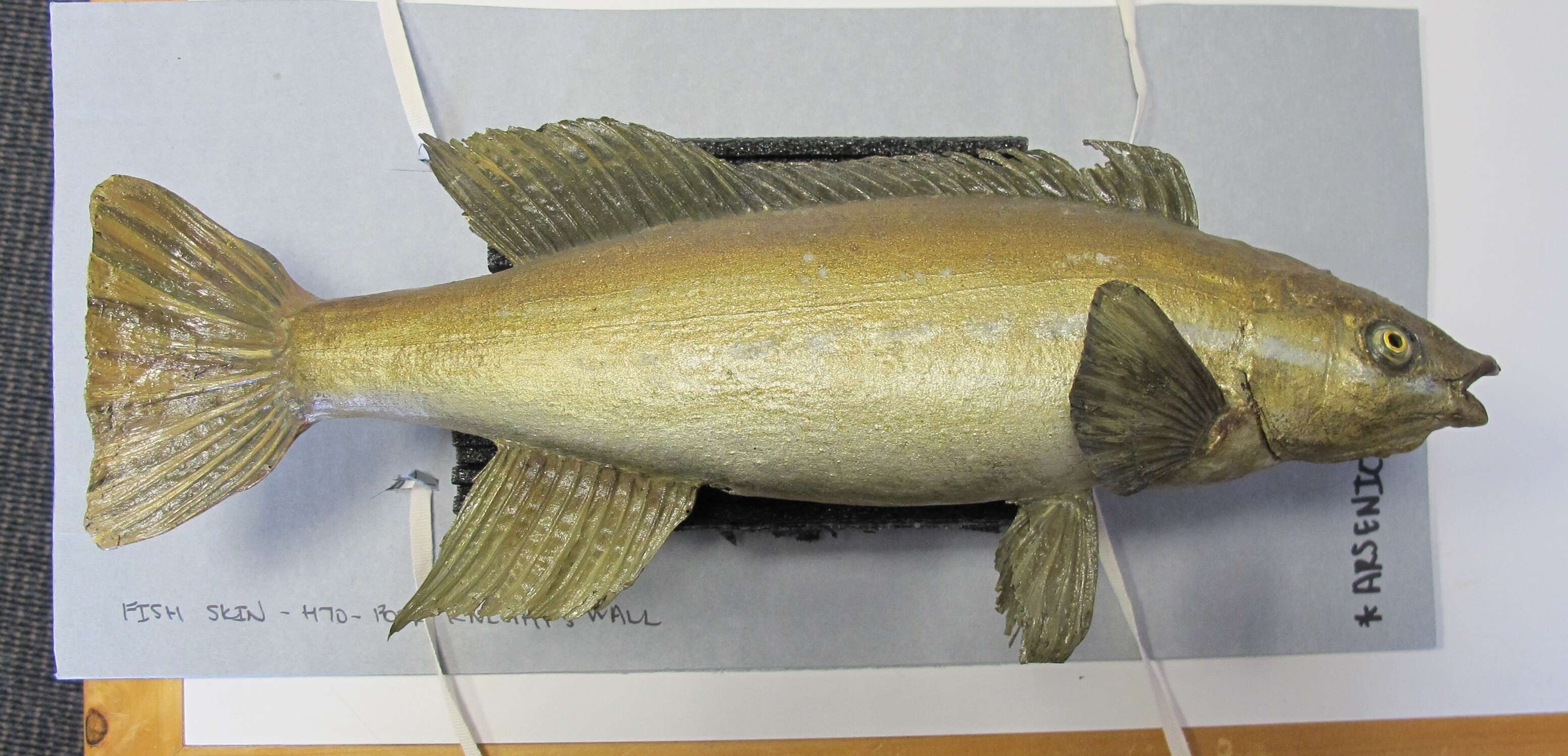 Image of Butterfish