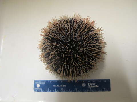 Image of Collector urchin