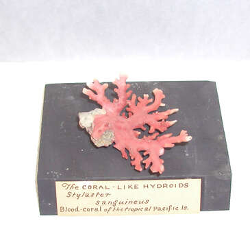 Image of Lace corals