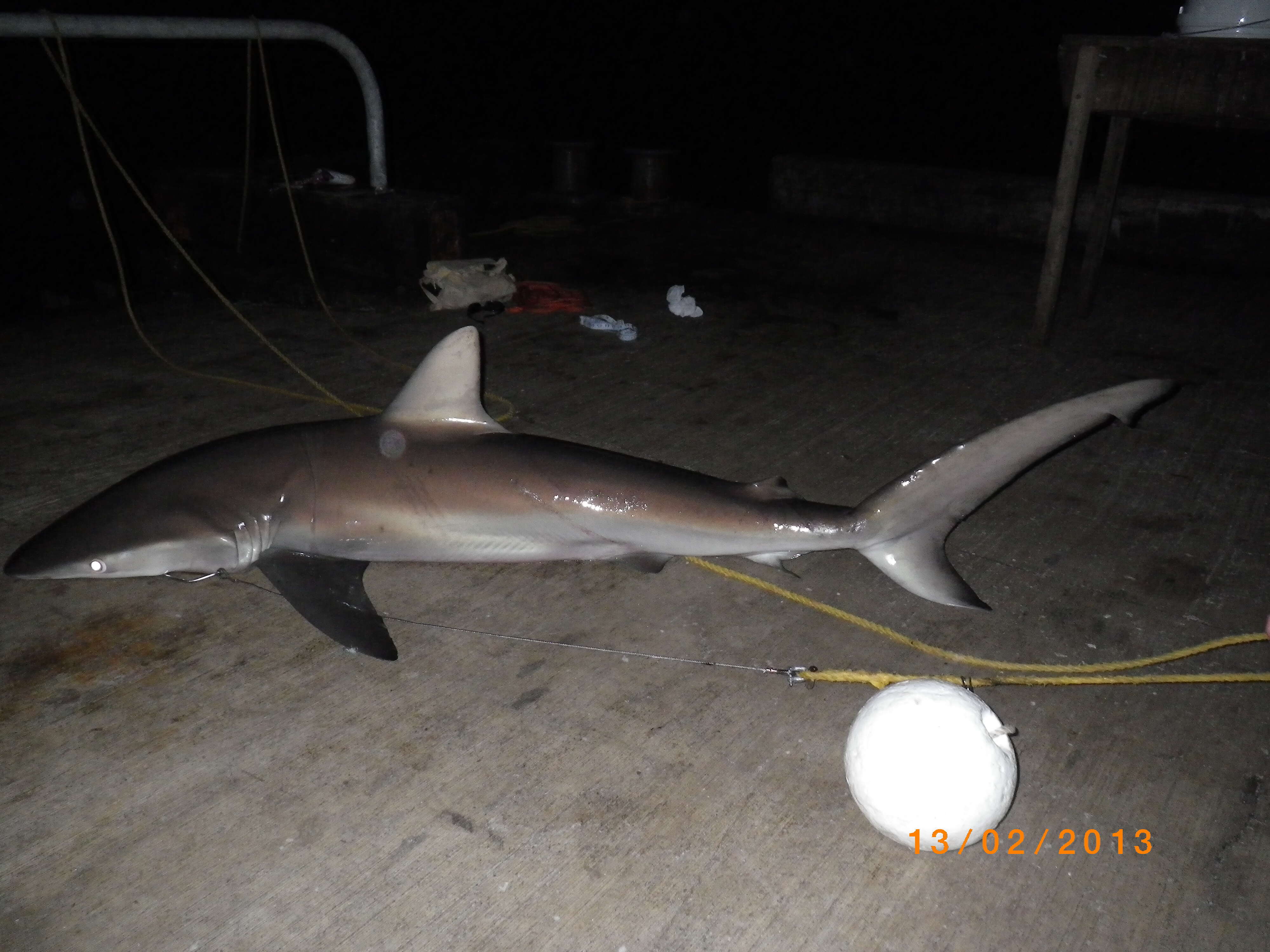 Image of Dusky Shark