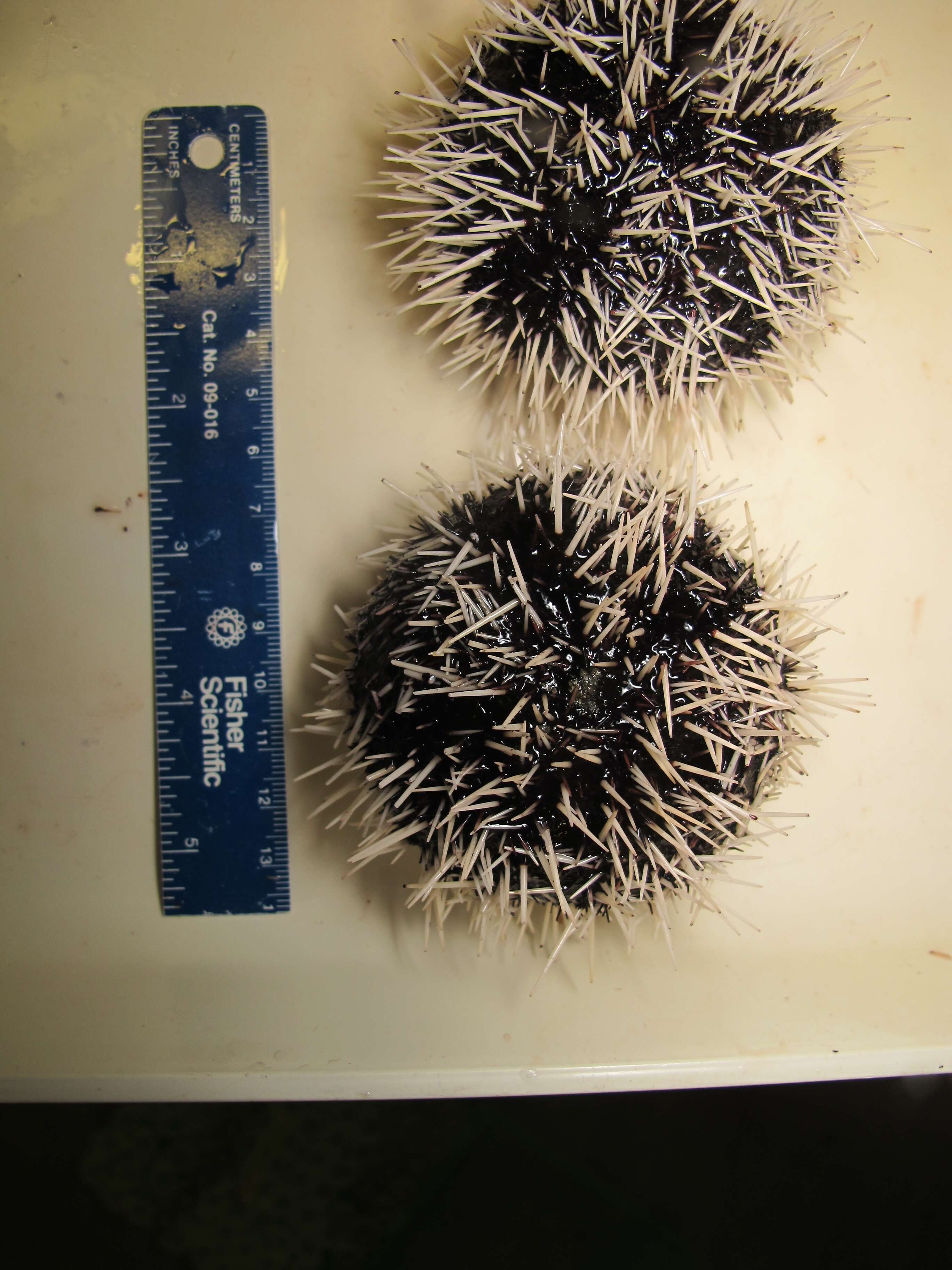 Image of Collector urchin