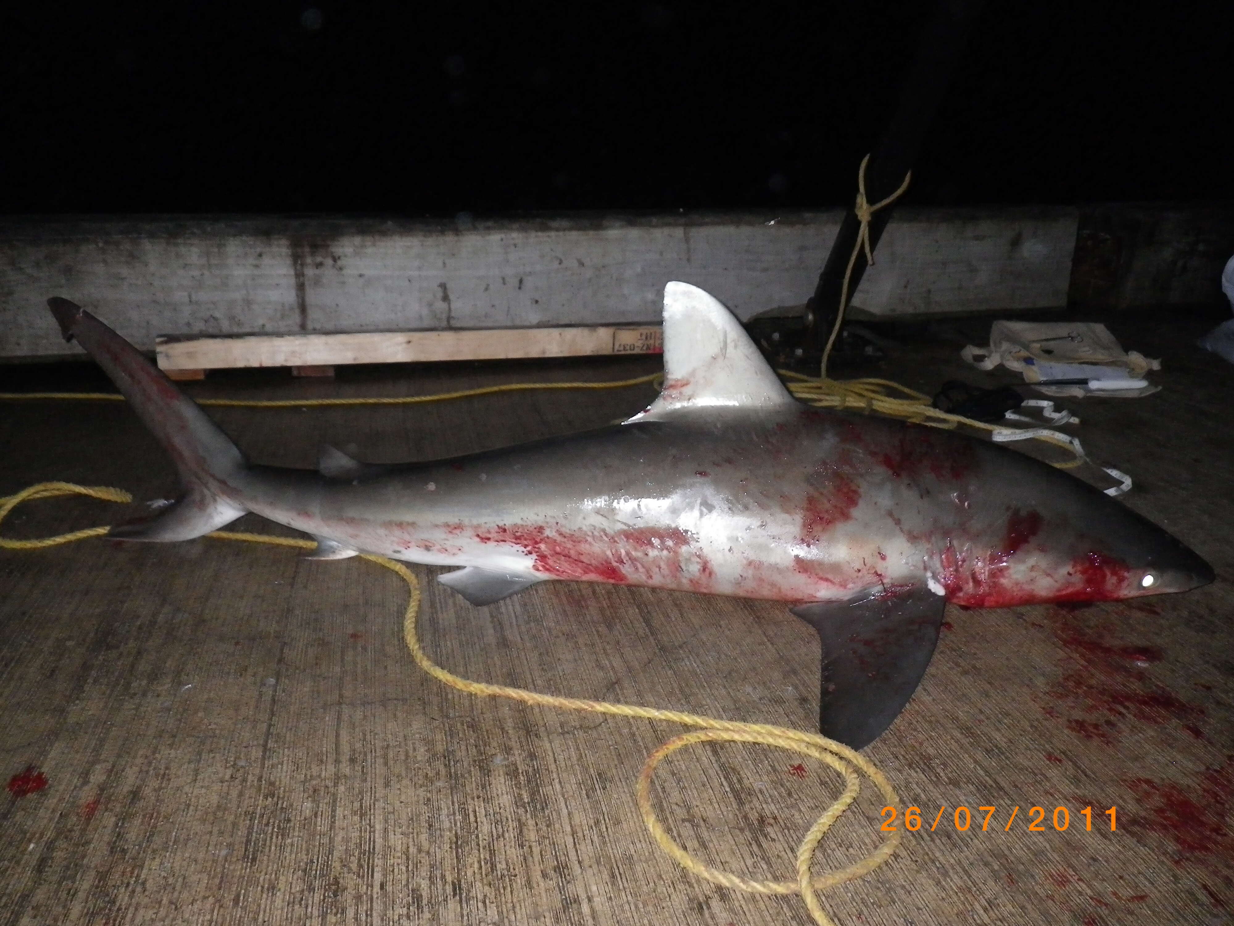 Image of Galapagos Shark