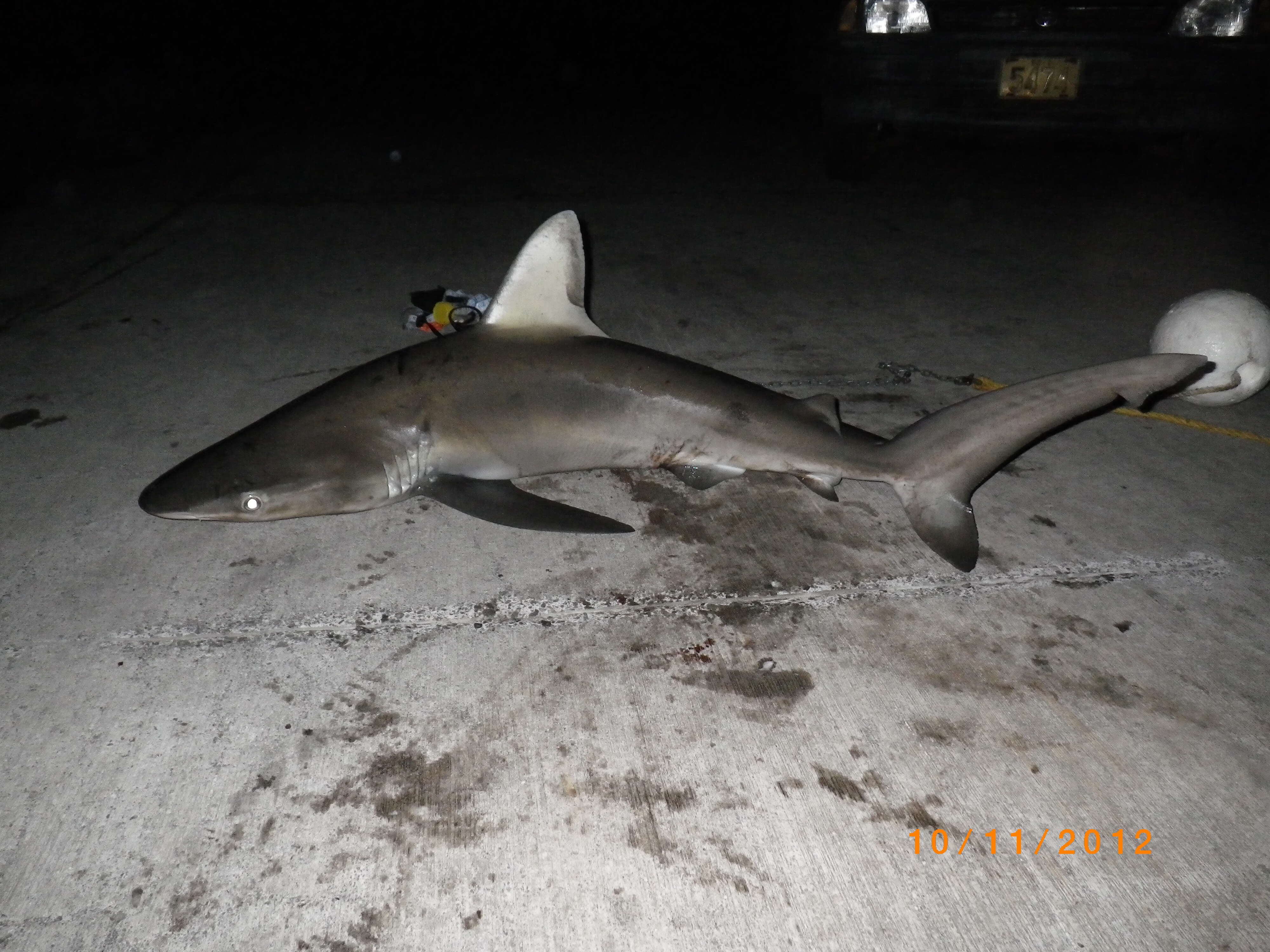 Image de Requin des Galapagos