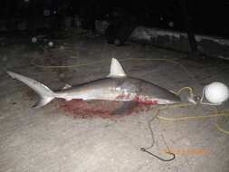 Image de Requin des Galapagos