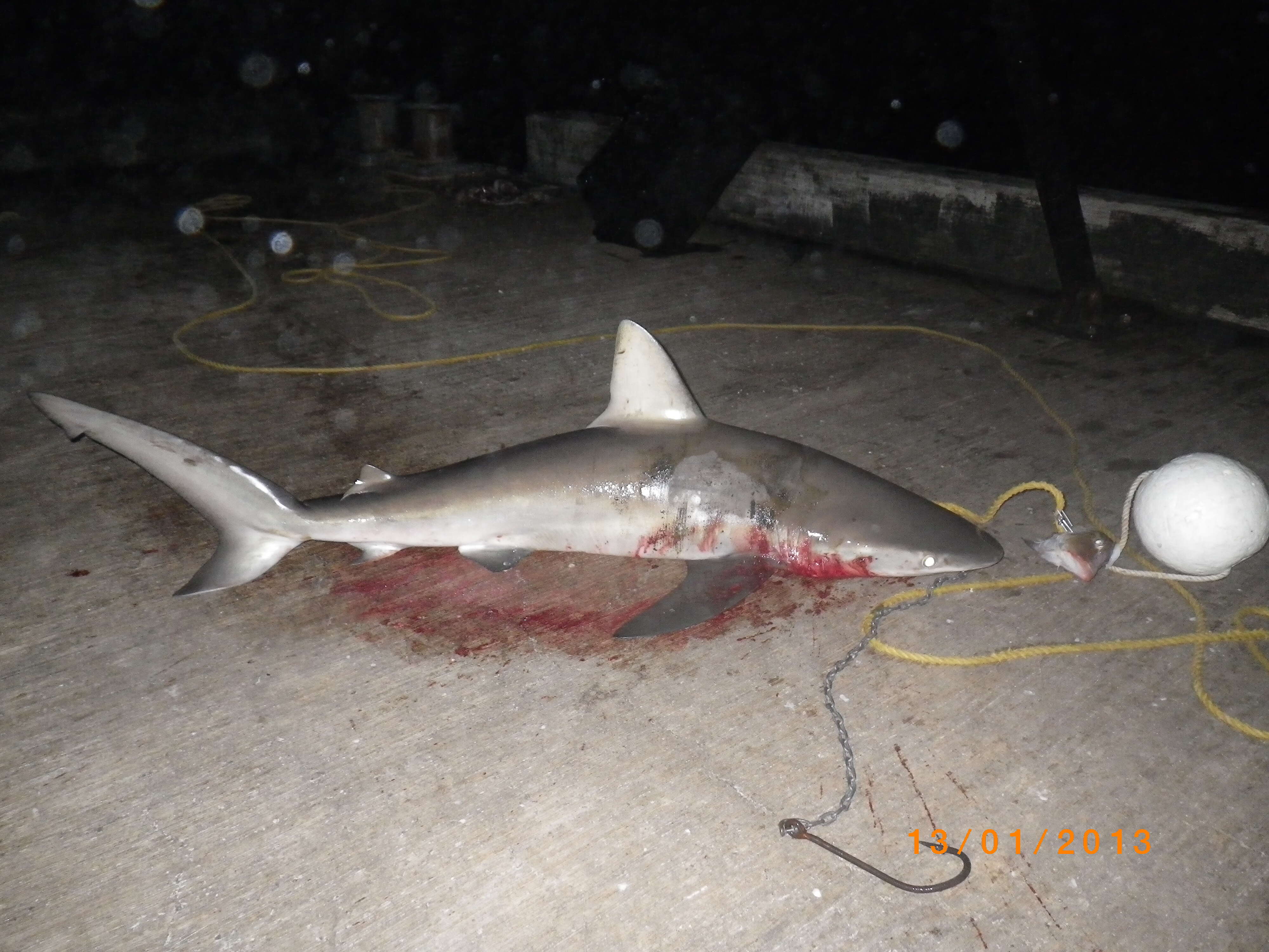 Image of Galapagos Shark