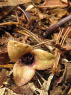 Image of Wild ginger