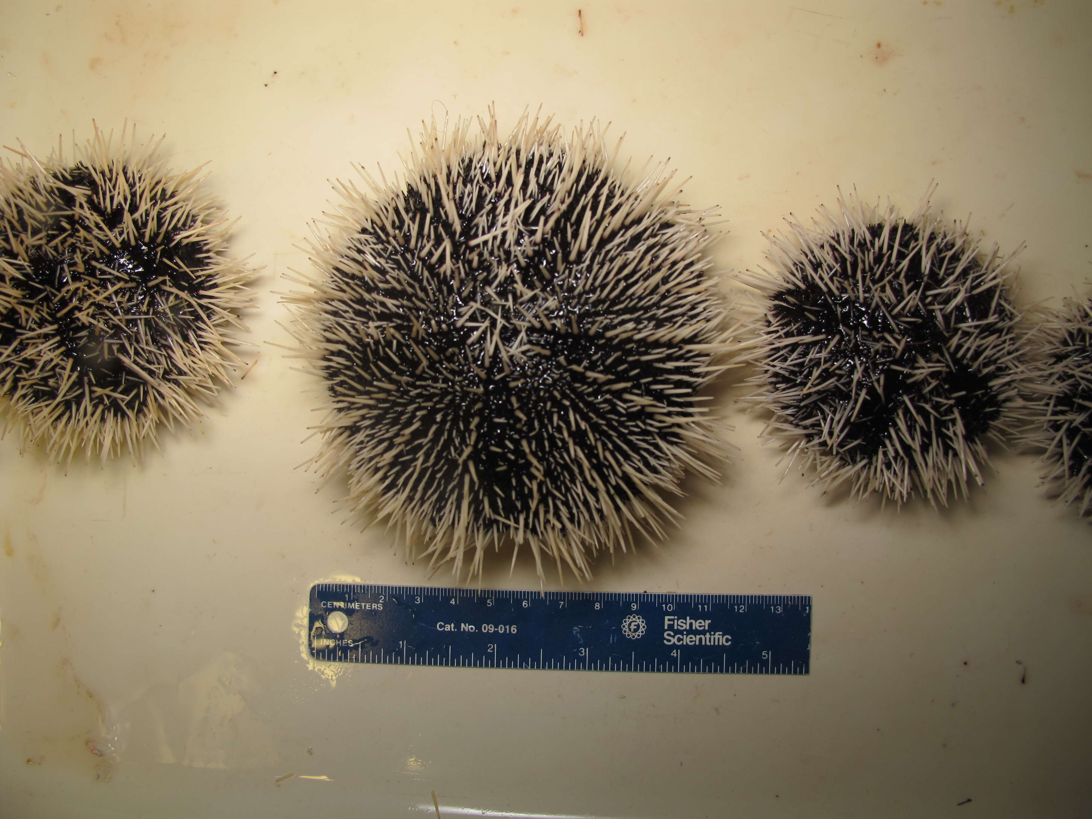 Image of Collector urchin