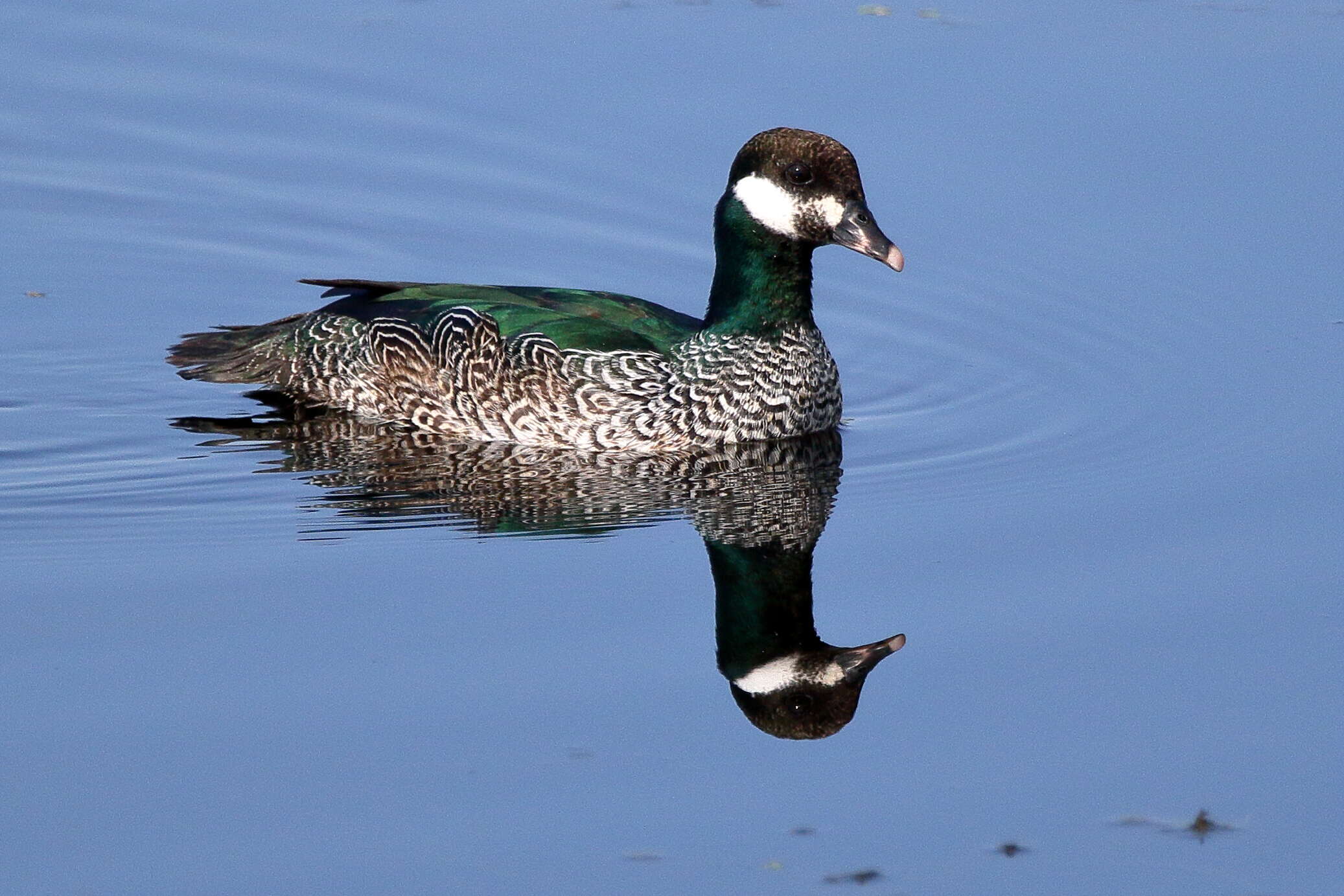 Image of Green Pygmy Goose