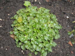 Image of Peach-leaf Bellflower