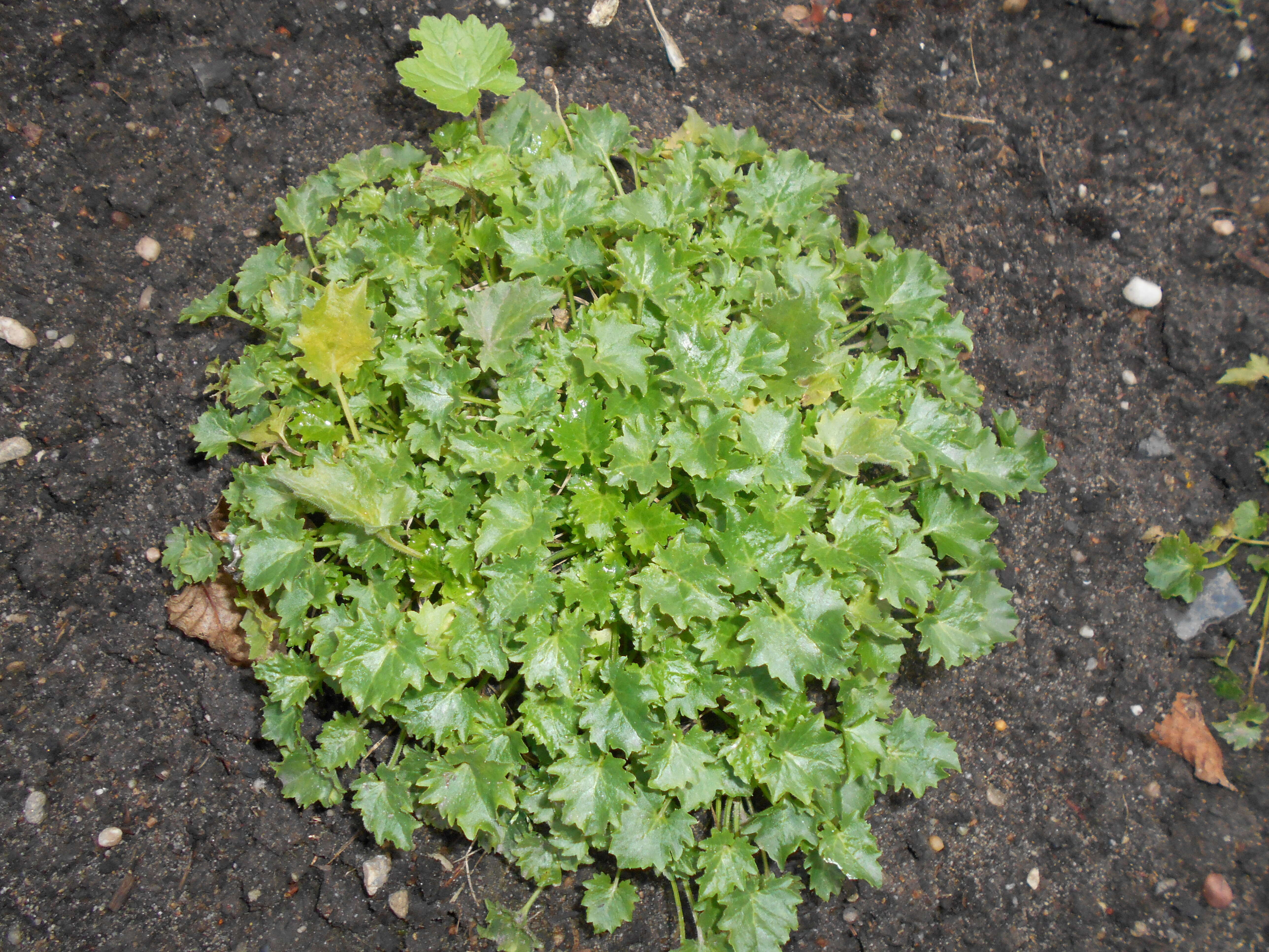 Image of Peach-leaf Bellflower