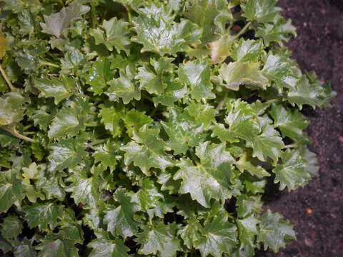 Image of Peach-leaf Bellflower