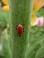 Image of Scarlet lily beetle