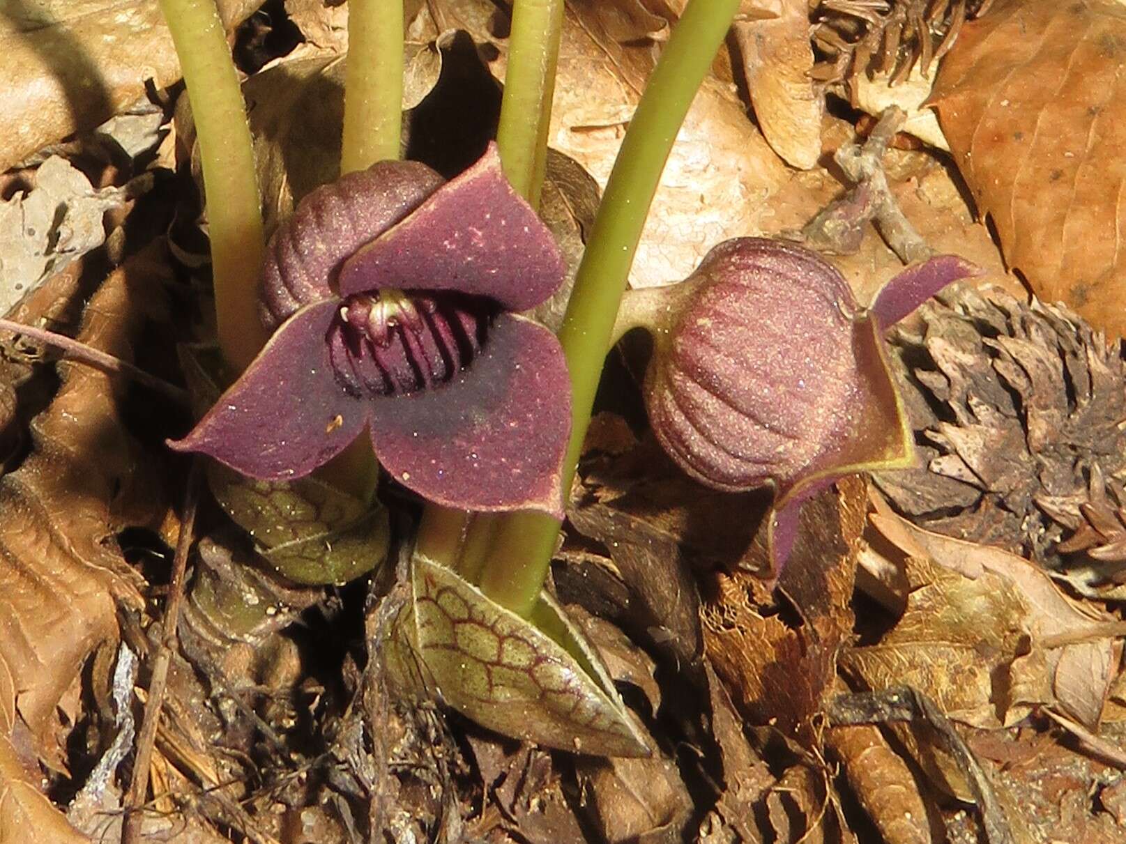 Image of Wild ginger