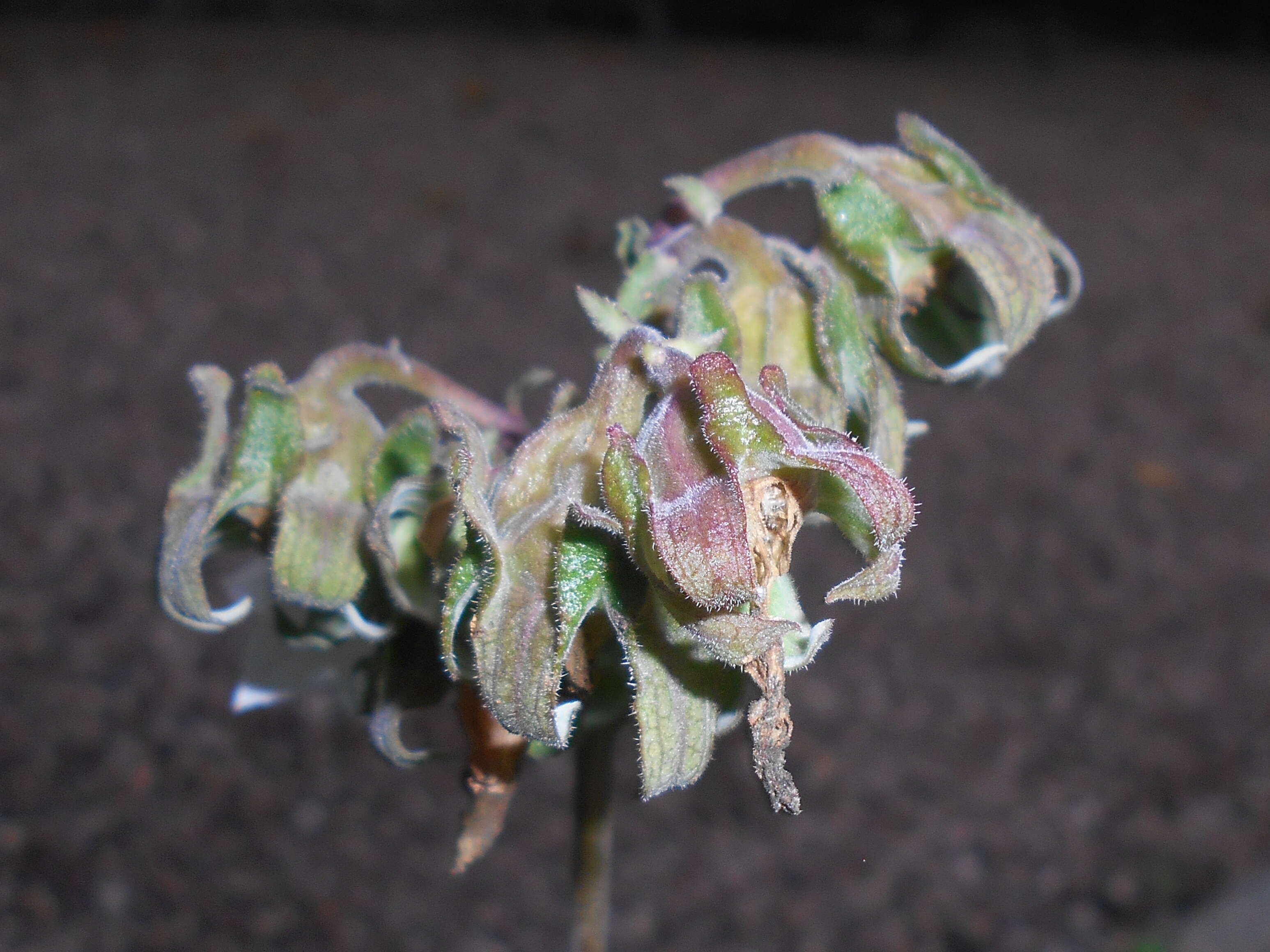 Image of Campanula alliariifolia Willd.
