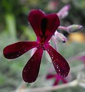 Image of Pelargonium sidoides DC.