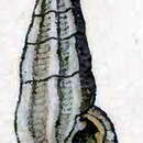 Image of Pseudorhaphitoma hexagonalis (Reeve 1845)