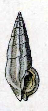 Image of Pseudorhaphitoma hexagonalis (Reeve 1845)