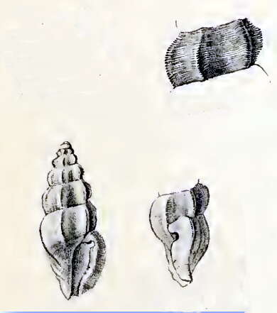 Image of Pseudorhaphitoma ichthys (Melvill 1910)
