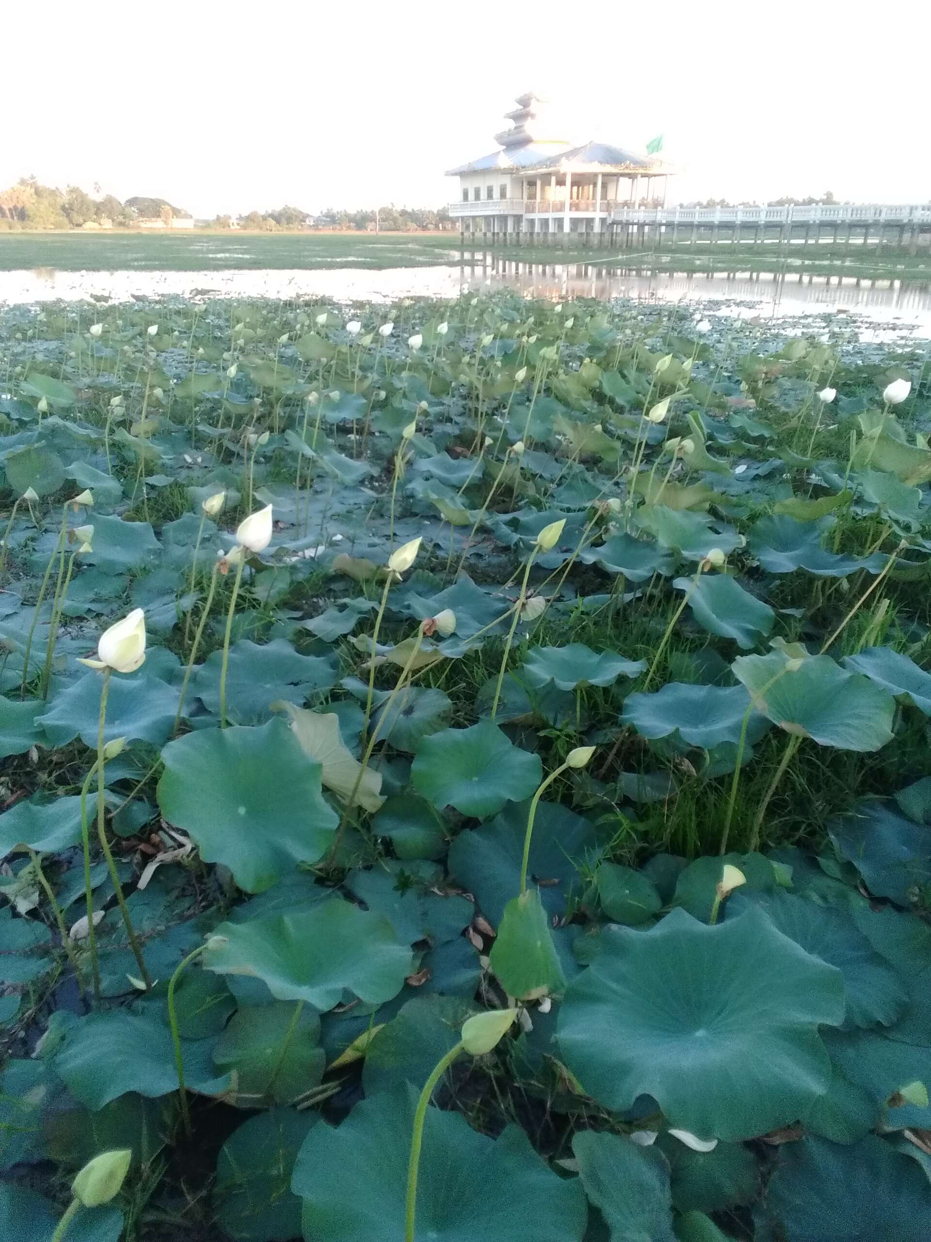 Image of sacred lotus