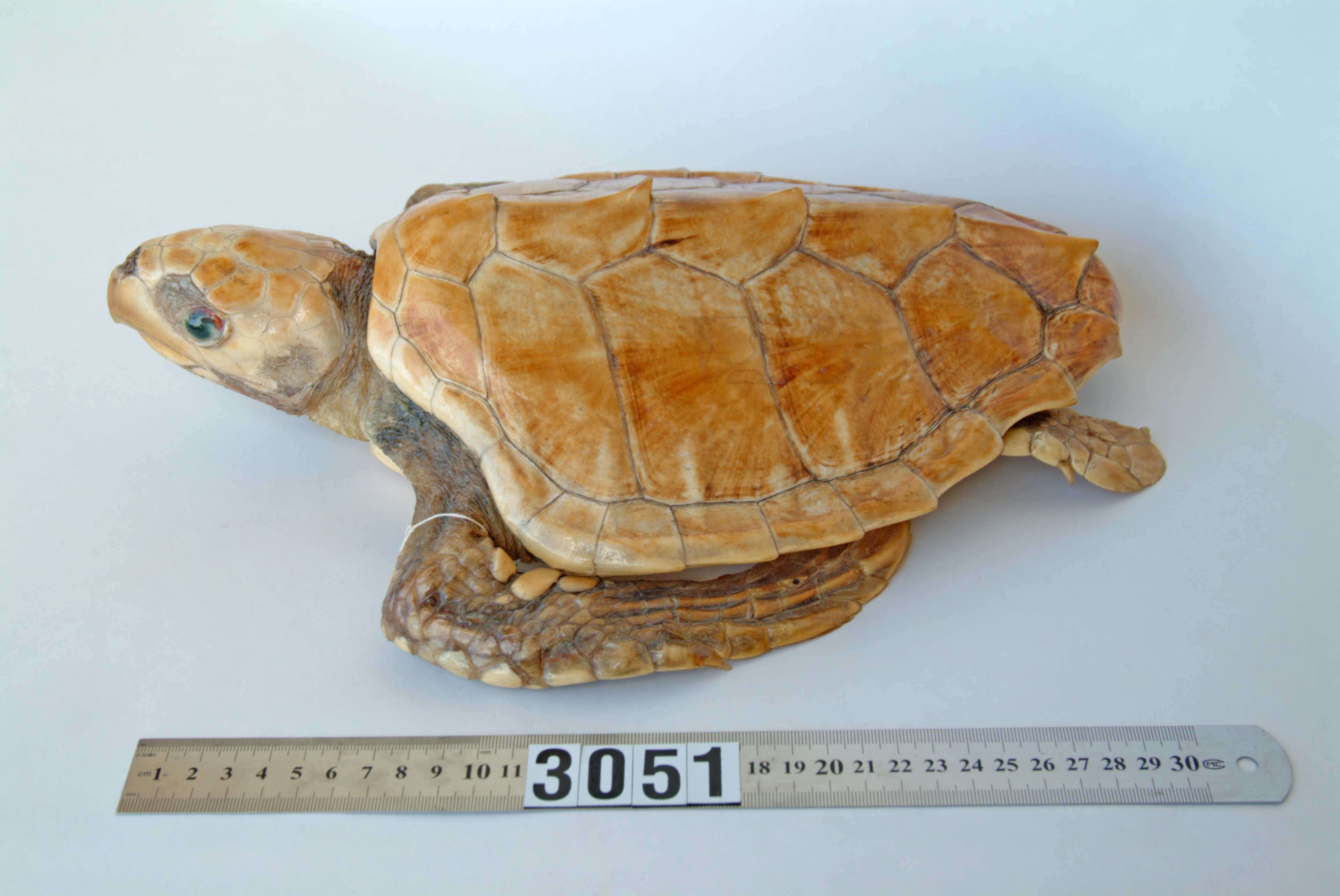 Image of Caretta