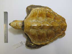 Image of Caretta