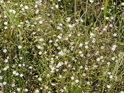 Image of common starwort