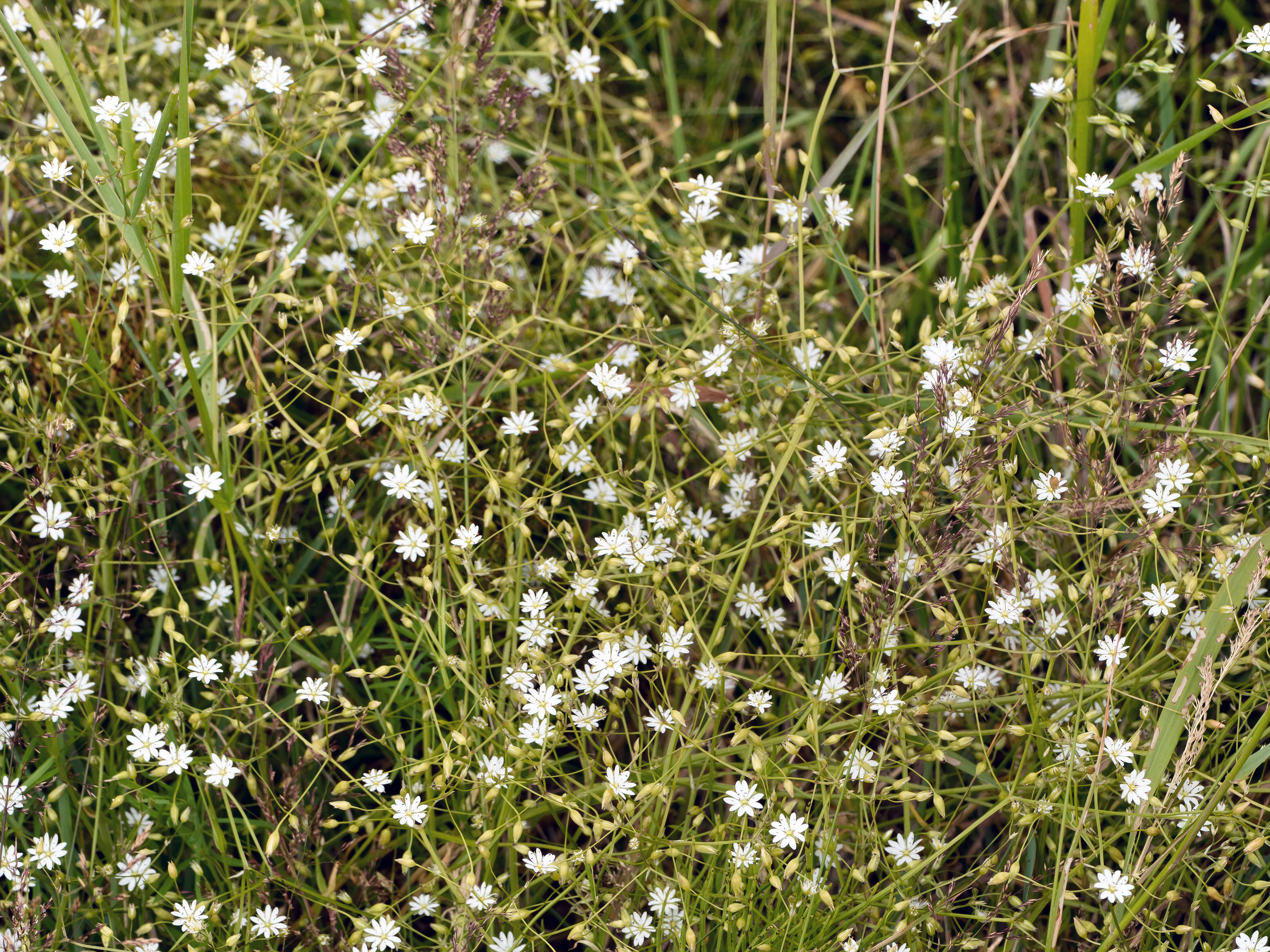 Image of common starwort