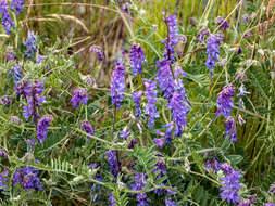 Image of bird vetch