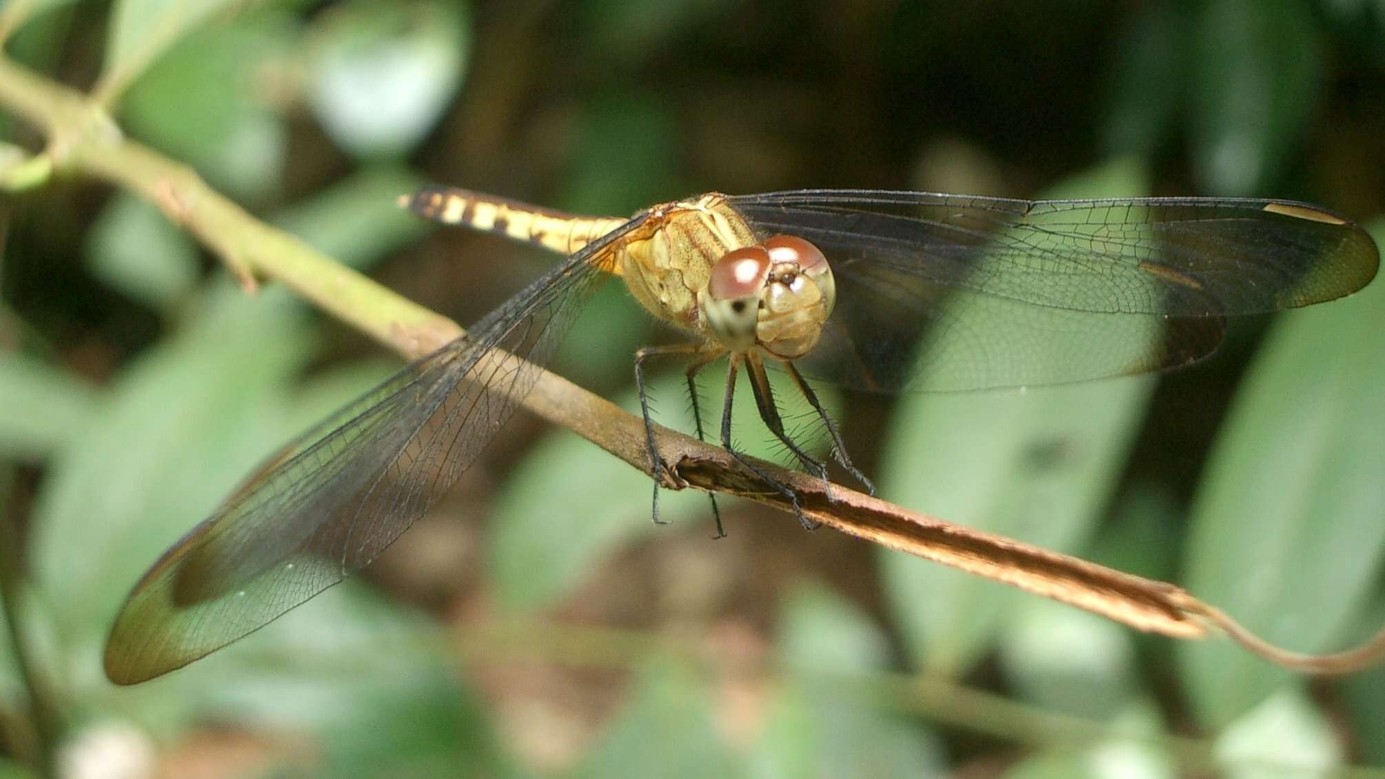 Sivun Erythrodiplax umbrata (Linnaeus 1758) kuva