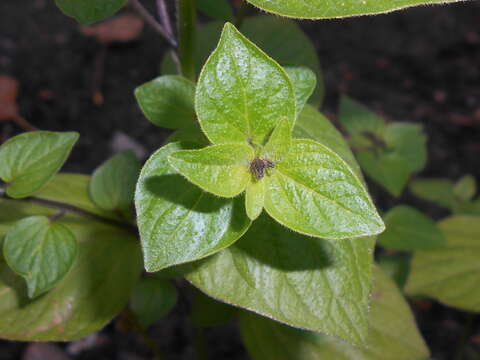 Image of Jamaican forget-me-not